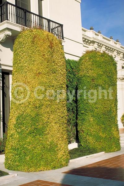 White blooms; Evergreen; Needles or needle-like leaf