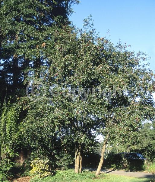 White blooms; Evergreen; Needles or needle-like leaf