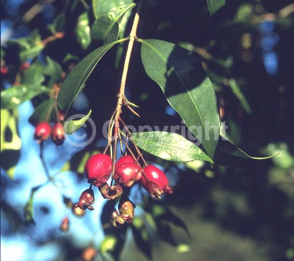 White blooms; Evergreen; Needles or needle-like leaf