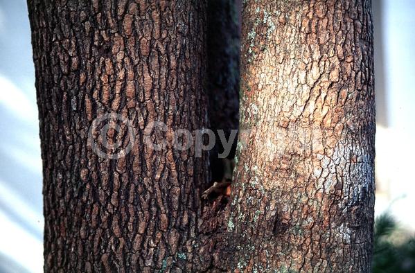 White blooms; Evergreen; Needles or needle-like leaf
