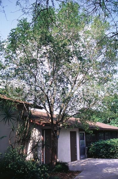 White blooms; Evergreen; Needles or needle-like leaf