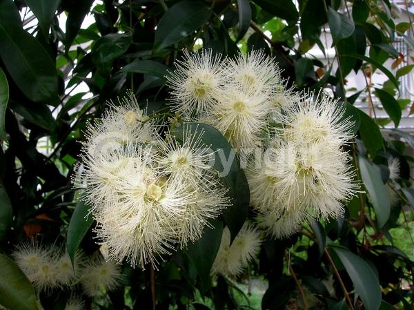 White blooms; Evergreen; Needles or needle-like leaf