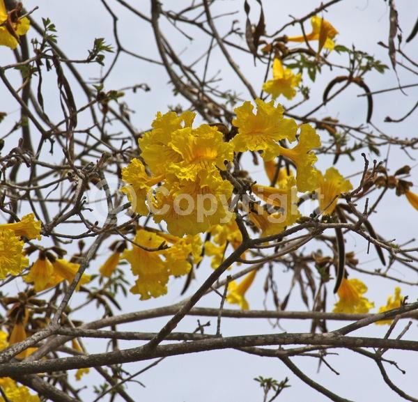 Yellow blooms; Semi-evergreen