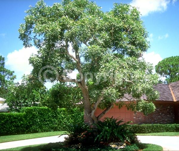 Yellow blooms; Semi-evergreen