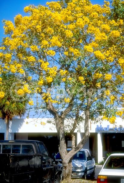 Yellow blooms; Semi-evergreen