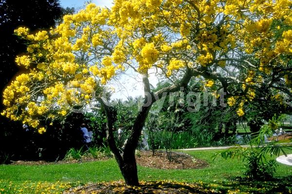Yellow blooms; Semi-evergreen