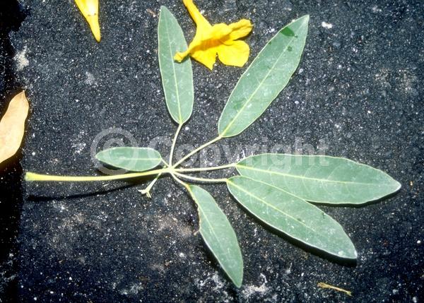 Yellow blooms; Semi-evergreen