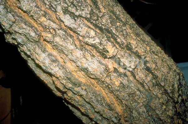 Yellow blooms; Semi-evergreen