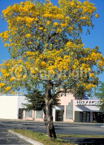 Yellow blooms; Semi-evergreen