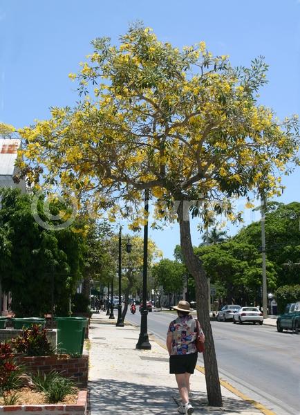 Yellow blooms; Semi-evergreen