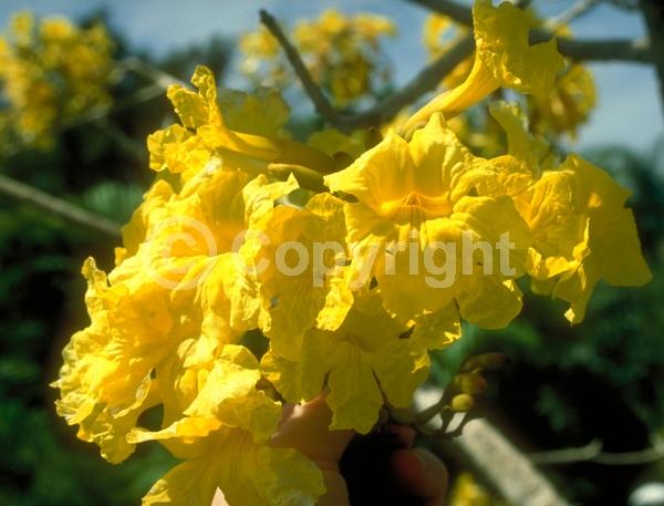 Yellow blooms; Semi-evergreen