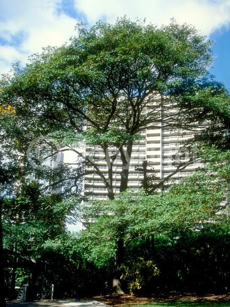 Yellow blooms; Semi-evergreen