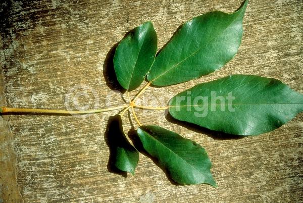 Yellow blooms; Semi-evergreen