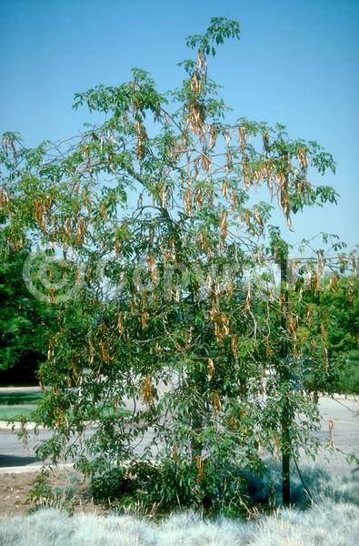 Yellow blooms; Semi-evergreen