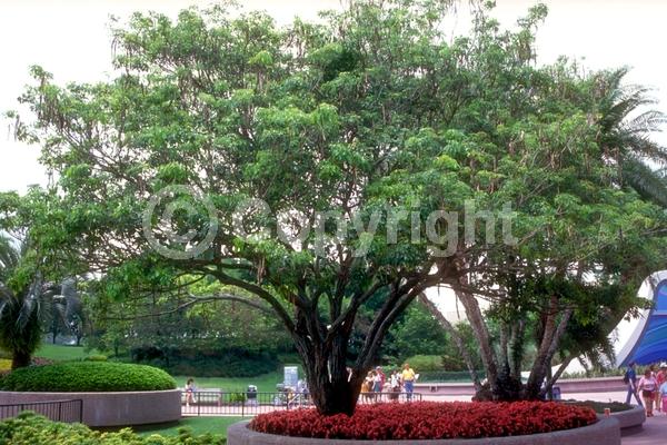Yellow blooms; Semi-evergreen
