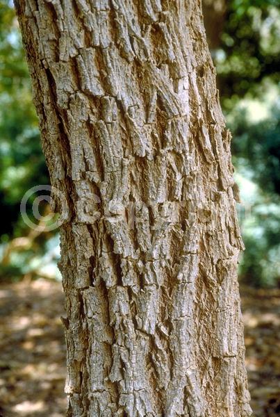 Yellow blooms; Semi-evergreen