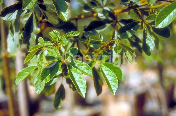 Yellow blooms; Semi-evergreen