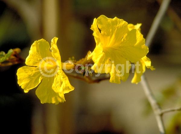 Yellow blooms; Semi-evergreen