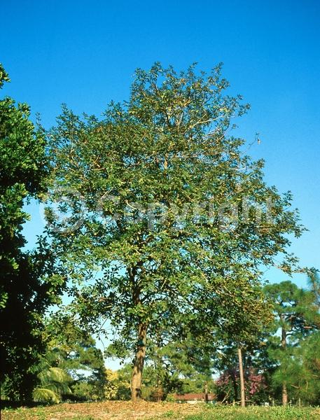 Yellow blooms; Semi-evergreen