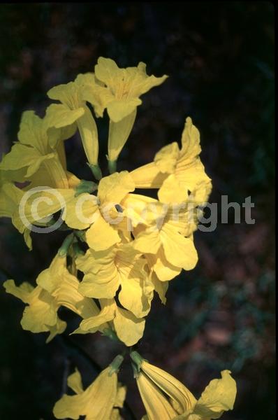 Yellow blooms; Semi-evergreen