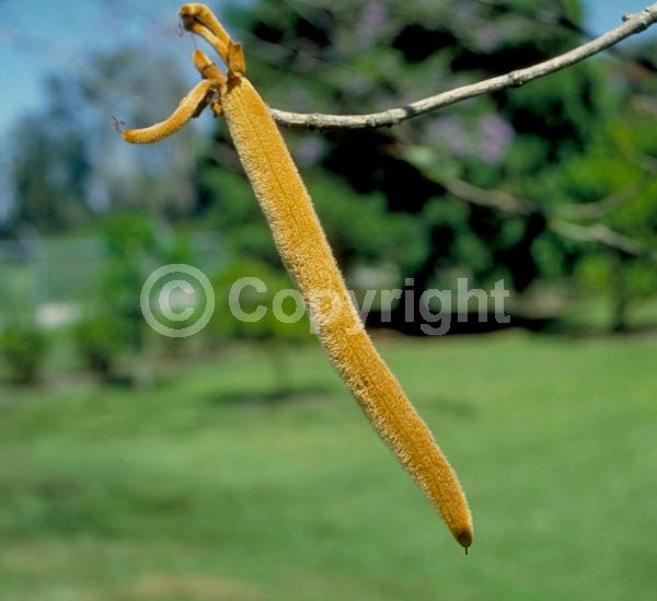 Yellow blooms; Semi-evergreen