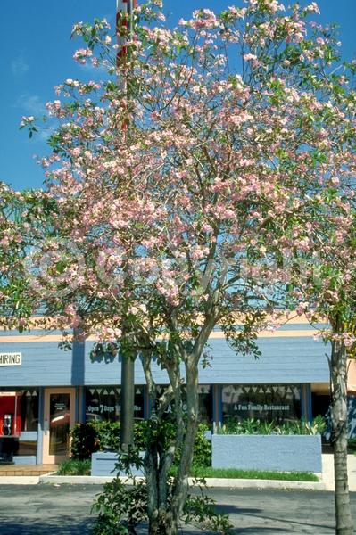 White blooms; Pink blooms; Semi-evergreen; 