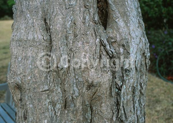 White blooms; Pink blooms; Semi-evergreen; 