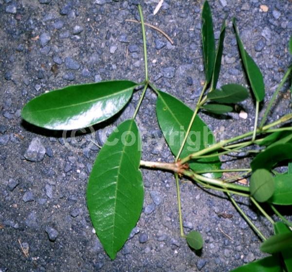 White blooms; Pink blooms; Semi-evergreen; 
