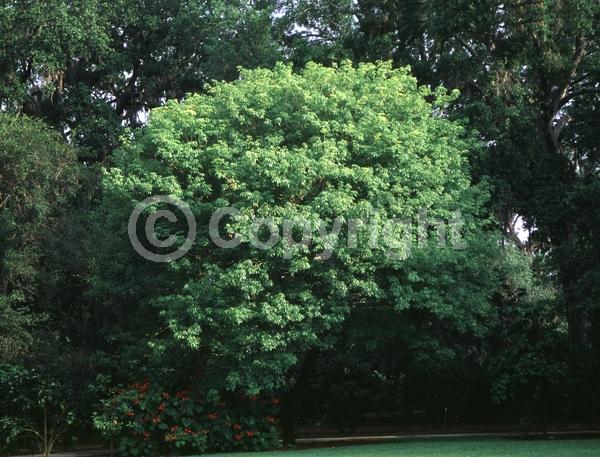 White blooms; Pink blooms; Semi-evergreen; 
