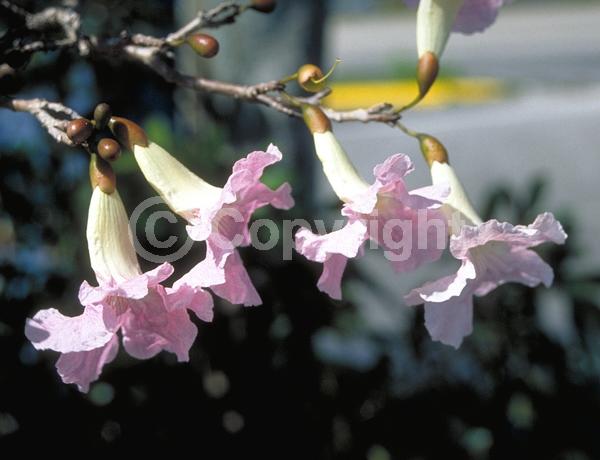 White blooms; Pink blooms; Semi-evergreen; 