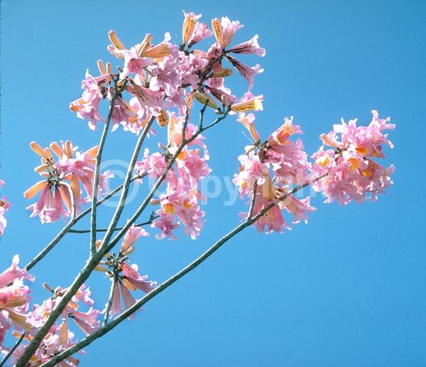 Purple blooms; Deciduous; Broadleaf