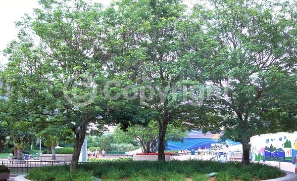 Purple blooms; Deciduous; Broadleaf