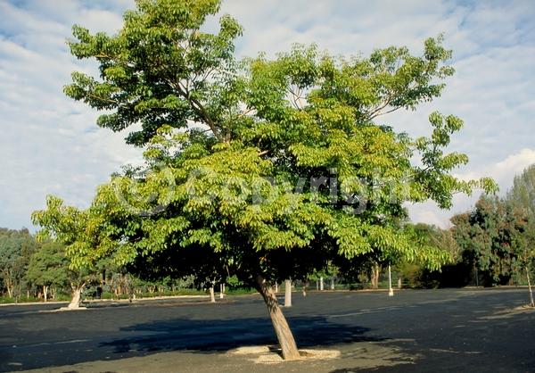 Purple blooms; Deciduous; Broadleaf