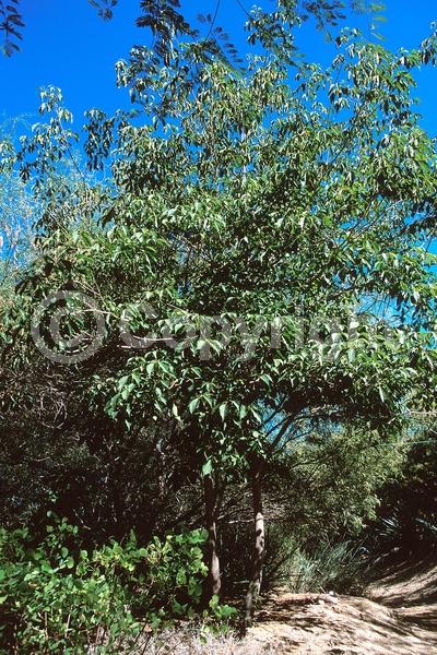 Purple blooms; Deciduous; Broadleaf