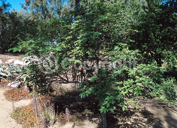 Purple blooms; Deciduous; Broadleaf