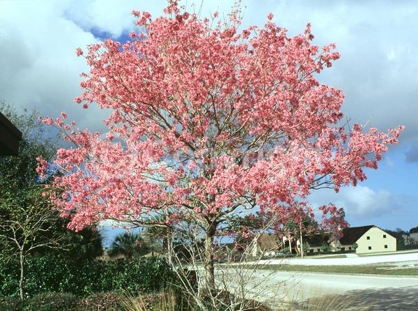 Purple blooms; Deciduous; Broadleaf