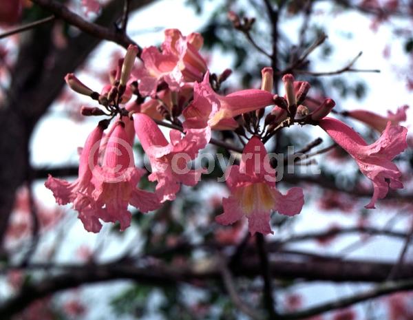 Purple blooms; Deciduous; Broadleaf