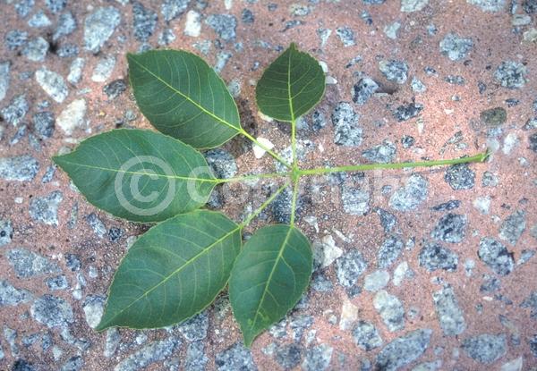 Purple blooms; Deciduous; Broadleaf
