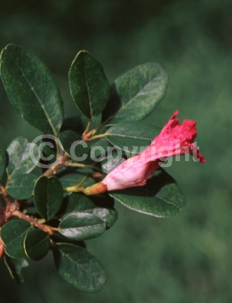 Red blooms; Salmon blooms; Semi-evergreen