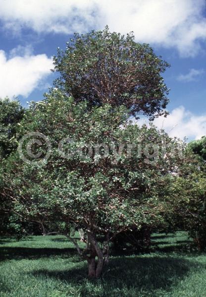 Red blooms; Salmon blooms; Semi-evergreen