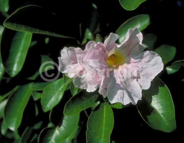 Pink blooms; Evergreen; Semi-evergreen