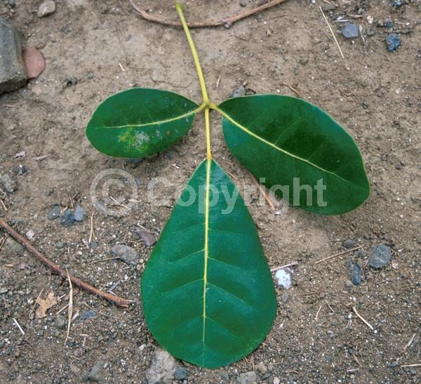 Pink blooms; Evergreen; Semi-evergreen