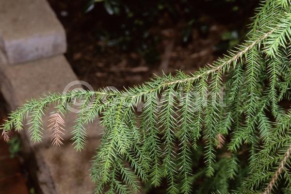 Evergreen; Needles or needle-like leaf