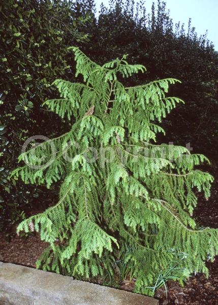 Evergreen; Needles or needle-like leaf