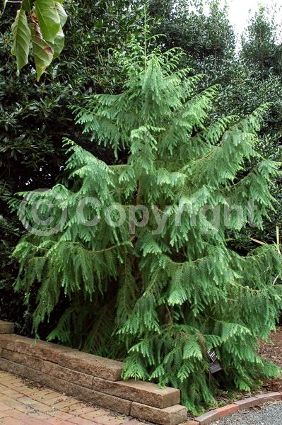 Evergreen; Needles or needle-like leaf