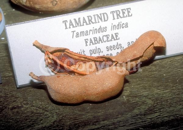 Red blooms; Yellow blooms; Evergreen; Needles or needle-like leaf