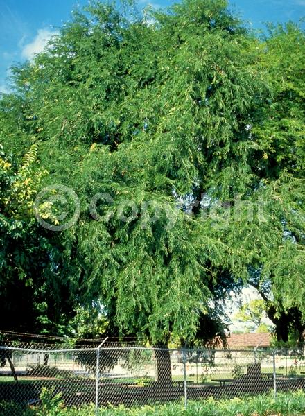 Red blooms; Yellow blooms; Evergreen; Needles or needle-like leaf