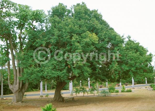 Red blooms; Yellow blooms; Evergreen; Needles or needle-like leaf