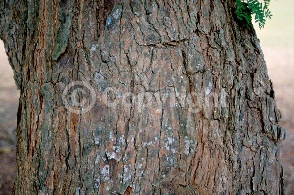 Red blooms; Yellow blooms; Evergreen; Needles or needle-like leaf