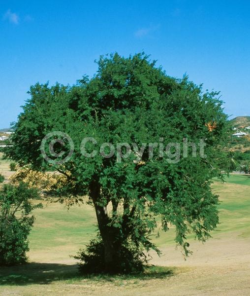 Red blooms; Yellow blooms; Evergreen; Needles or needle-like leaf